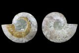 Cut & Polished Ammonite Fossil - Crystal Chambers #88167-1